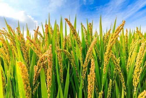 解锁高产潜力 探秘有机稻谷种植的研发与高产水稻品种