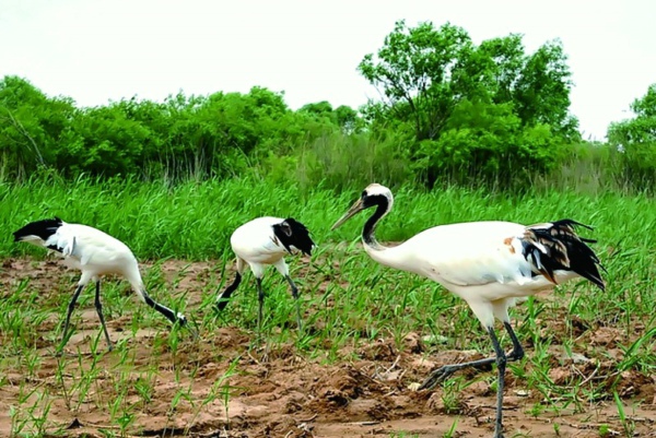 从“海水稻”到有机稻谷 袁隆平新目标下的中国粮食安全新篇章