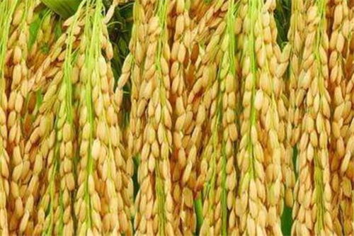 水稻亩产1365公斤 技术突破背后的深意与有机种植的融合之道