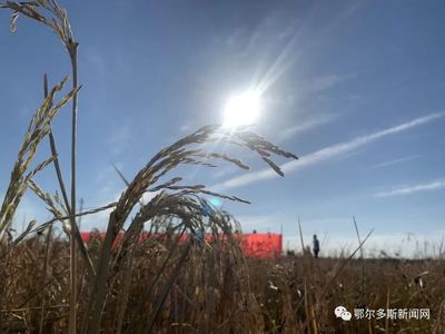 喜讯！鄂尔多斯“海水稻”亩产385公斤，有机稻谷研发再创佳绩