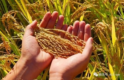 沙漠奇迹 六团合作社的有机稻谷种植研发之路