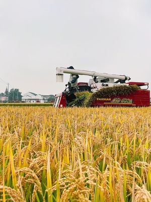 风吹稻浪“丰”景好 颗粒归仓收获忙——江苏常州有机稻谷种植研发促农增收