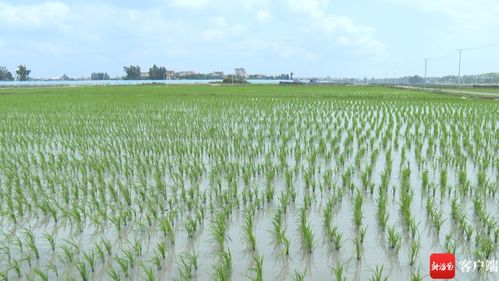 乐东早稻种植面积突破10万亩，有机稻谷研发引领农业新方向