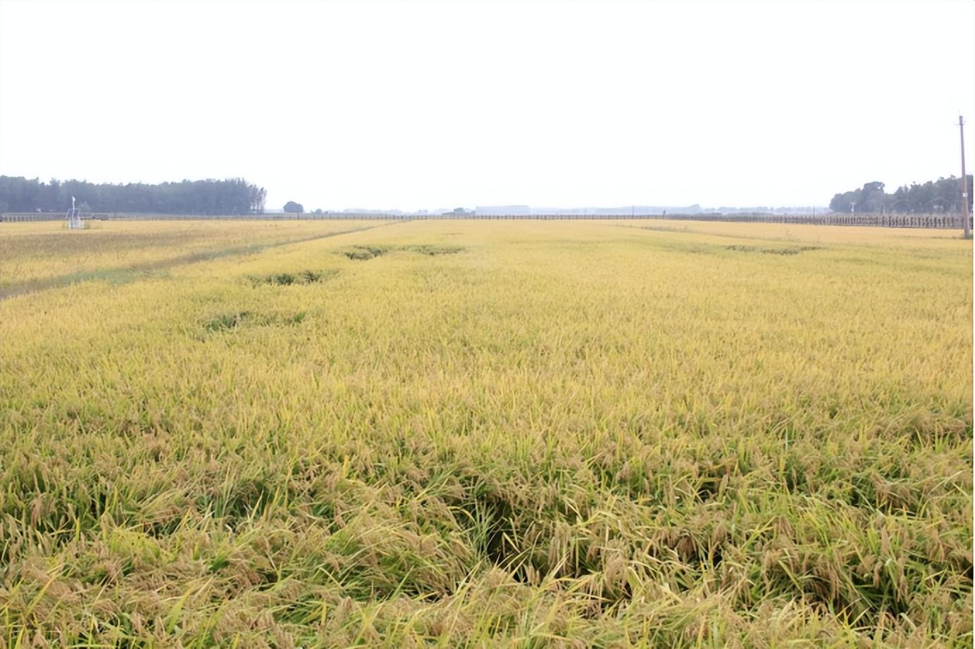 科技赋能，沃野生金 四平市圣星生物科技引领有机稻谷种植新篇章