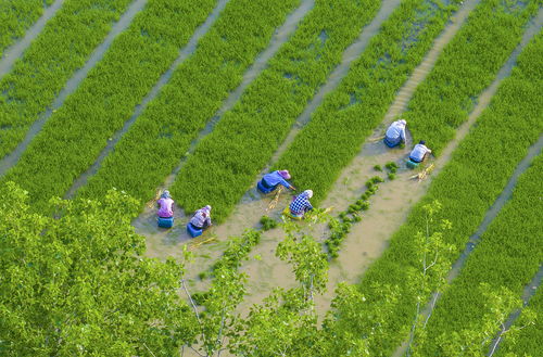 江苏泗洪 种植大户抢抓农时栽水稻，科技助力有机稻谷种植研发