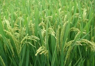 2018年水稻种植前景及价格行情分析 有机稻谷种植的研发与机遇