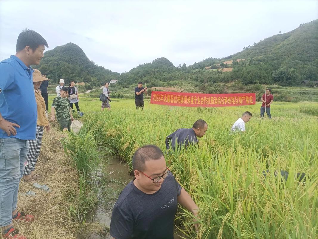 稻渔综合种养 开启现代生态循环有机稻谷种植的新篇章