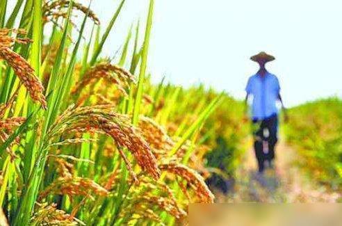 2020年承包水田种水稻，还有前景吗？看完你就知道了——有机稻谷种植的研发路径与现实思考
