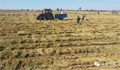 探营沙漠里种出的大米沙米 有机稻谷的种植研发之旅