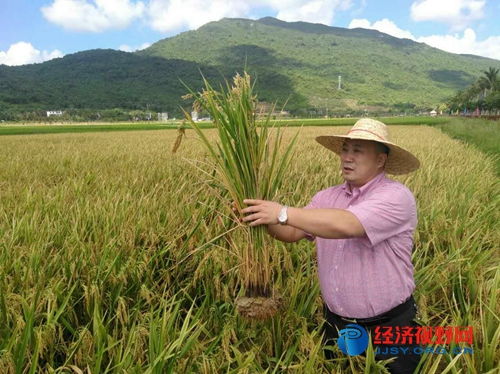 三亚水稻覆膜种植试验田测产创海南单产历史最高纪录 有机稻谷种植研发