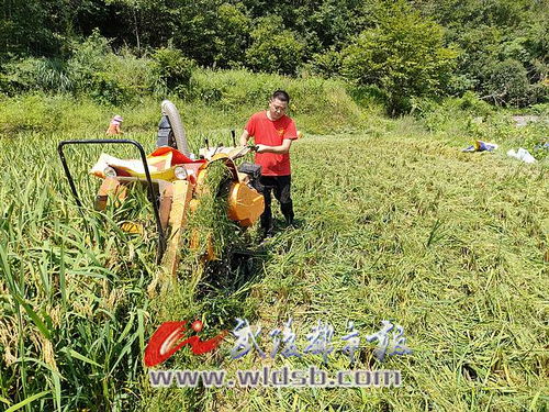 稻渔喜丰收 有机稻谷研发乐坏新农民