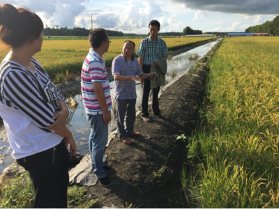 施地佳调理剂在黑龙江水稻种植区成功示范，引领有机稻谷种植研发新篇章