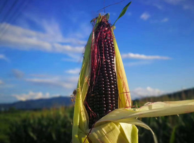 安徽黟县 做好“五黑”产业文章，赋能乡村全面振兴